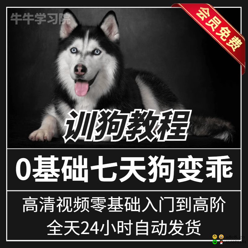 训狗视频教程自学训犬金毛泰迪拉布拉多宠物狗专业训练咬手扑人纠